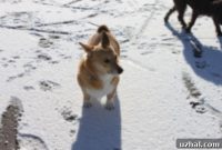 Austin’s Snowy Awakening