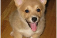 Tuesday Evening’s Cute Delights