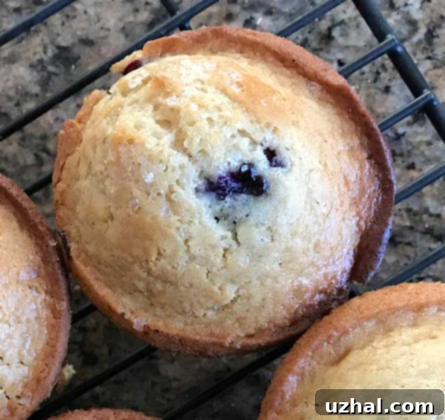 Close-up of fluffy whole wheat blueberry muffins, ready to eat