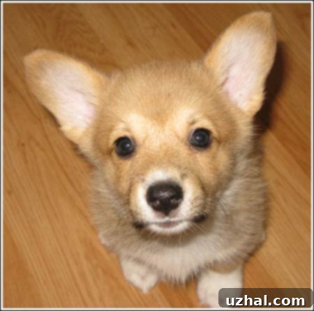 Corgi Puppy