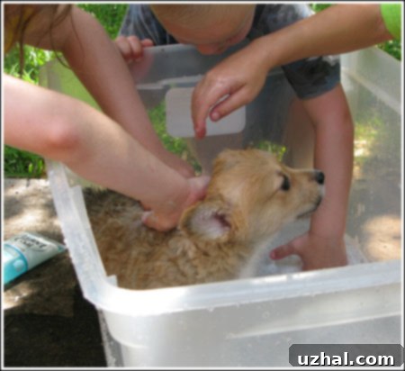 Lizzie Takes Her First Bath 2 Lizzie the Corgi's First Bath: A heartwarming photo of a puppy getting groomed.