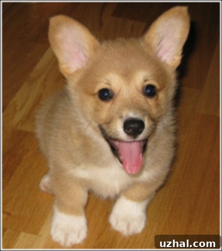 Adorable Corgi puppy looking inquisitive with bright eyes