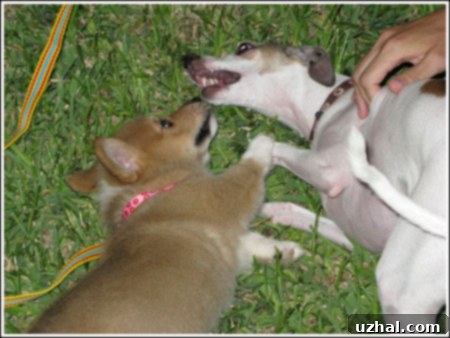 Happy Corgi puppy with perked ears playing outdoors in the grass