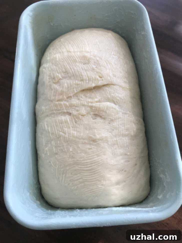 Basic white bread dough after its first rise, perfectly filling a tall-sided loaf pan before the second proof.