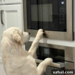 Dog using the microwave on Cookie Madness. - A humorous image associated with the recipe