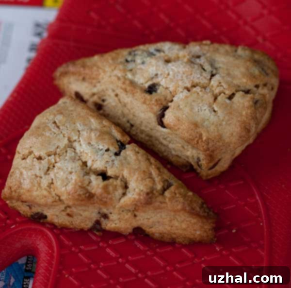 Close-up of freshly baked whole wheat chocolate chip scones with a golden-brown crust