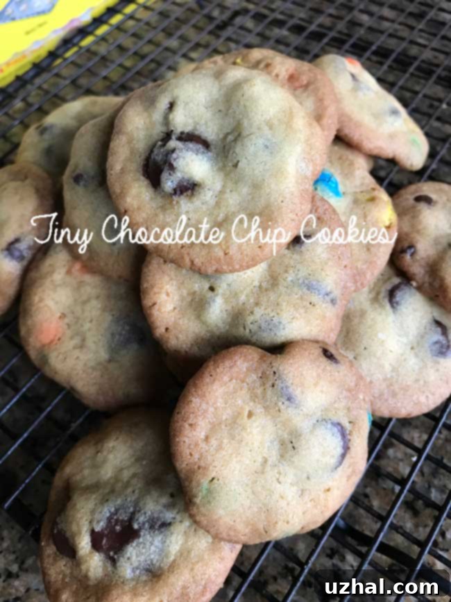 Bite-Sized Chocolate Chip Delights 2 Tiny Chocolate Chip Cookies