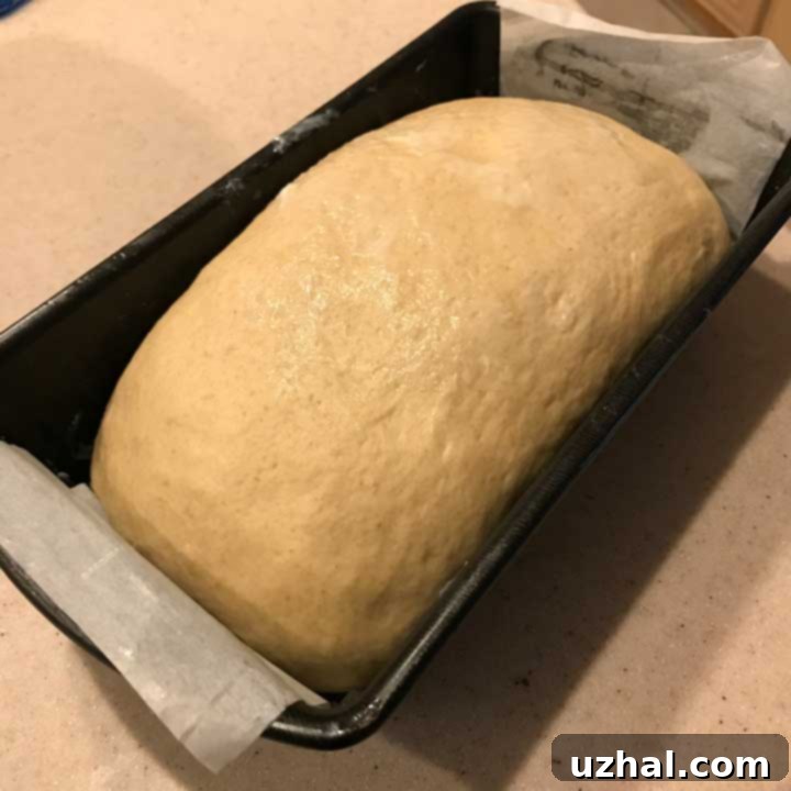 Sourdough Honey Whole Wheat Loaf right before going into the oven, showcasing its beautiful rise.