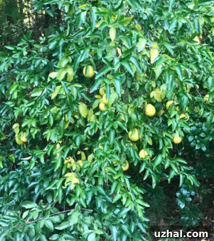 Zesty Lemon Berry Pavlova Delight 2 Lemon Tree