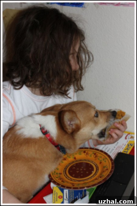 A cute corgi, Lizzie, looking eagerly at a pumpkin streusel muffin, ready for a treat.