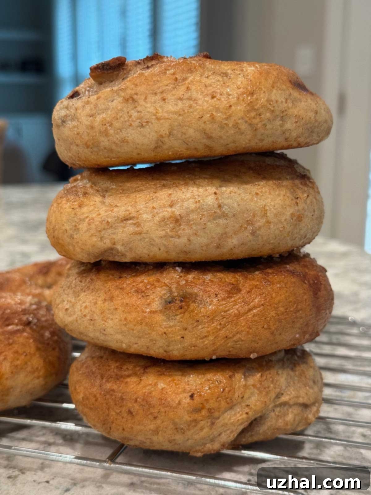 Freshly baked Cranberry Orange Whole Wheat Bagels