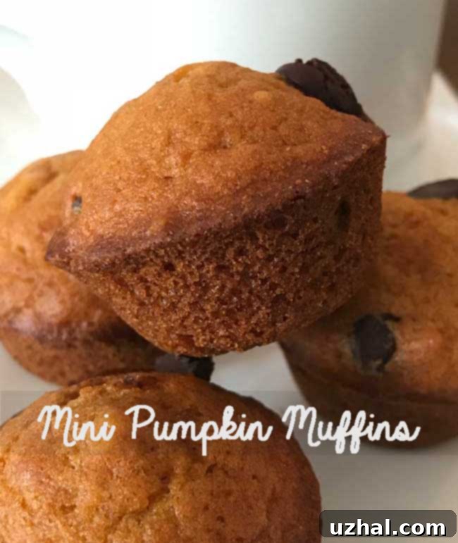 Delicious Mini Pumpkin Muffins arranged on a plate