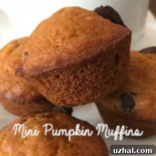Mini Pumpkin Muffins with chocolate chips