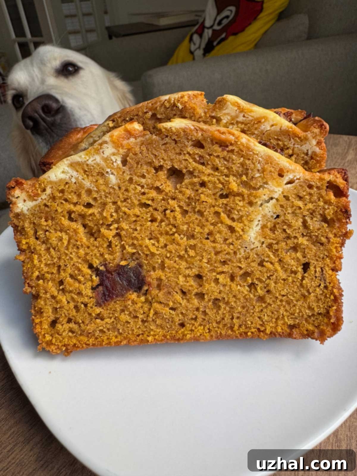 Spiced Pumpkin Date Cream Cheese Swirl Bread 4 Sliced Date Pumpkin Bread with a cream cheese swirl and a sneaky dog in the background.